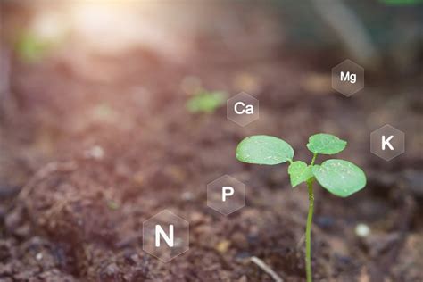 does electric utlity box affect vegatables|how does electrical conductivity affect plants.